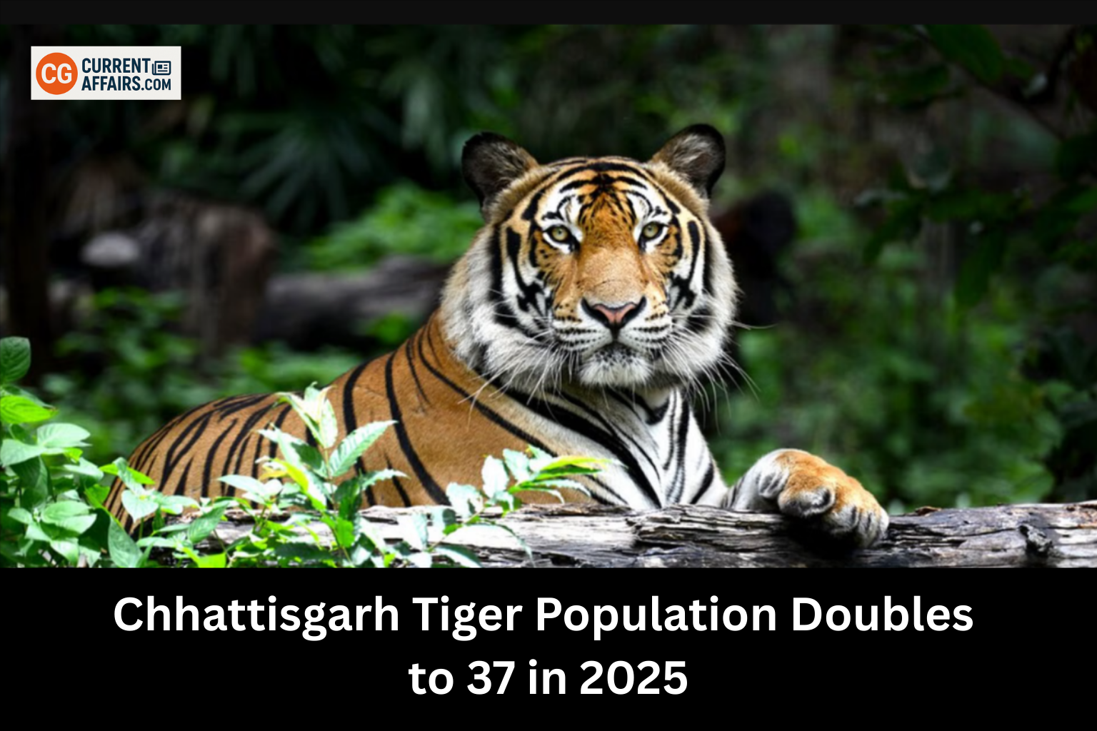 Tiger Population in Chhattisgarh Doubles to 37 in 2025