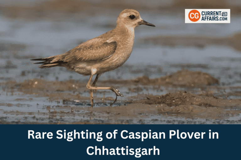 Rare Caspian Plover Spotted in Central India’s Bilaspur