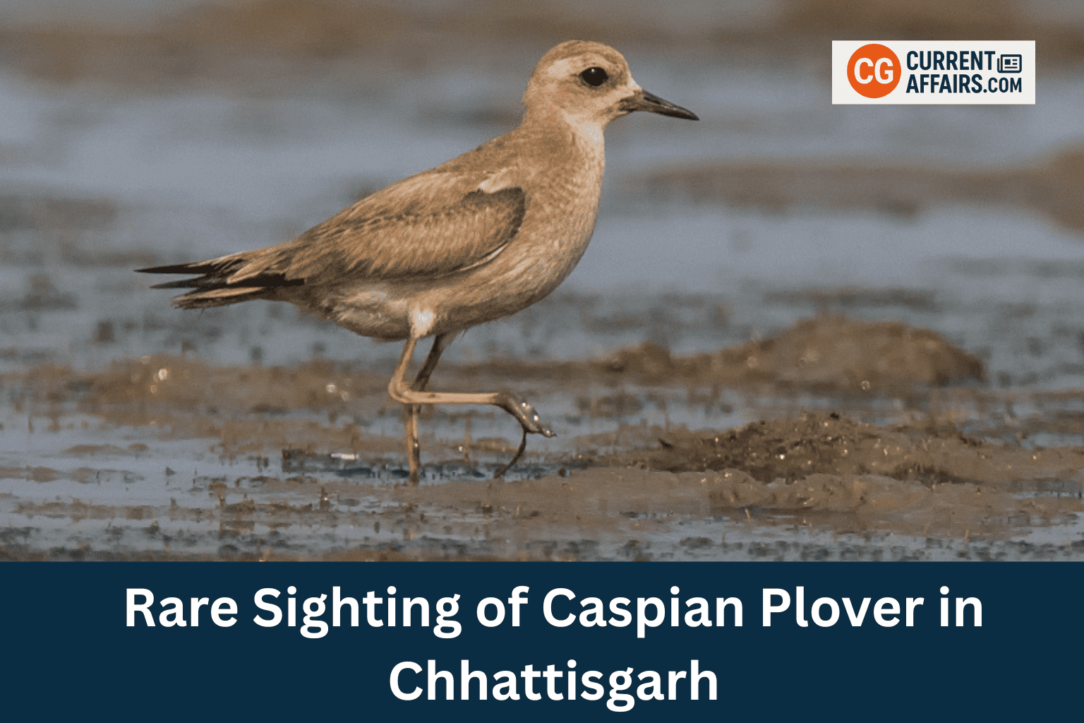 Rare Caspian Plover Spotted in Central India’s Bilaspur